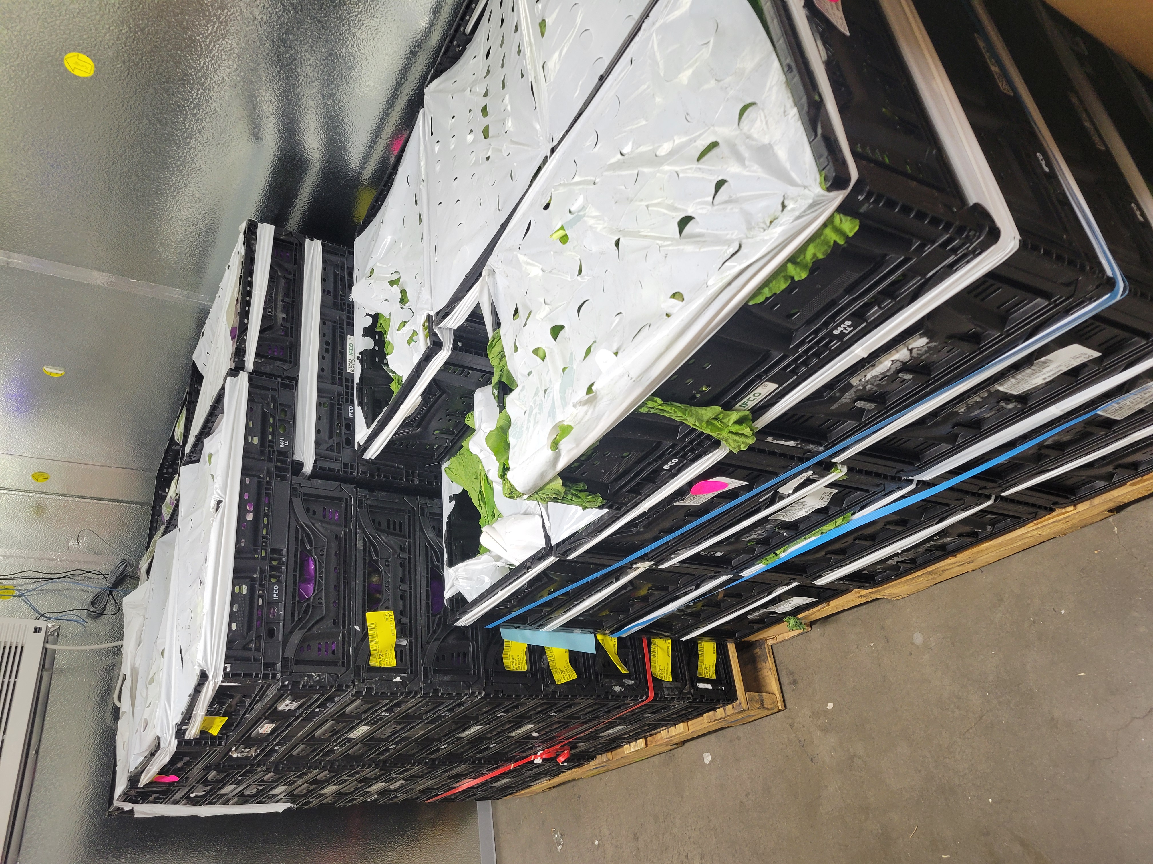 Crate trays of lettuce on pallets.